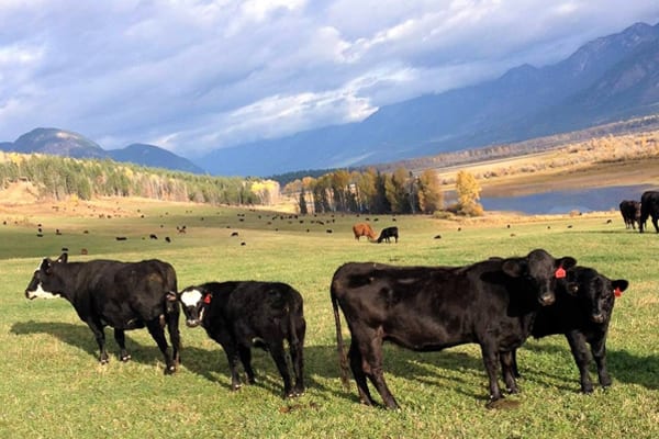 The Bugaboo Ranch in Brisco is discovering there is a big demand for local grass-fed meat, which they can now produce commercially thanks to the Columbia Valley’s new abattoir that opened in March 2017. Bugaboo Ranch photo